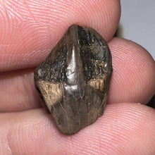 Load image into Gallery viewer, Triceratops type Ceratopsian Tooth with Full Crown and Nearly Complete Root .67 Inches Hell Creek Montana
