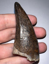 Load image into Gallery viewer, Megalodon and Big Rex Premax
