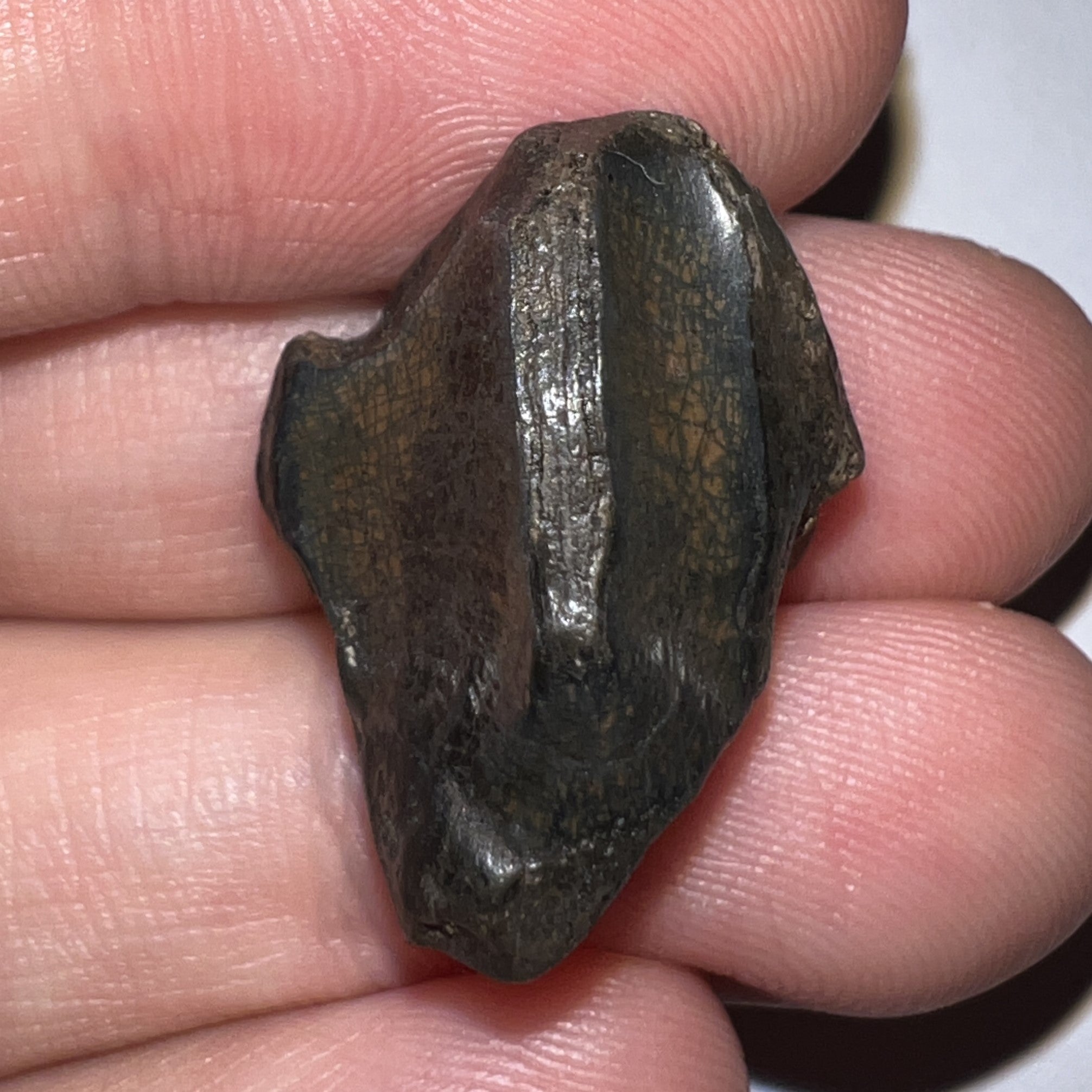 Large Triceratops type Ceratopsian Tooth with Full Crown and Partial Root .96 Inches Hell Creek Montana