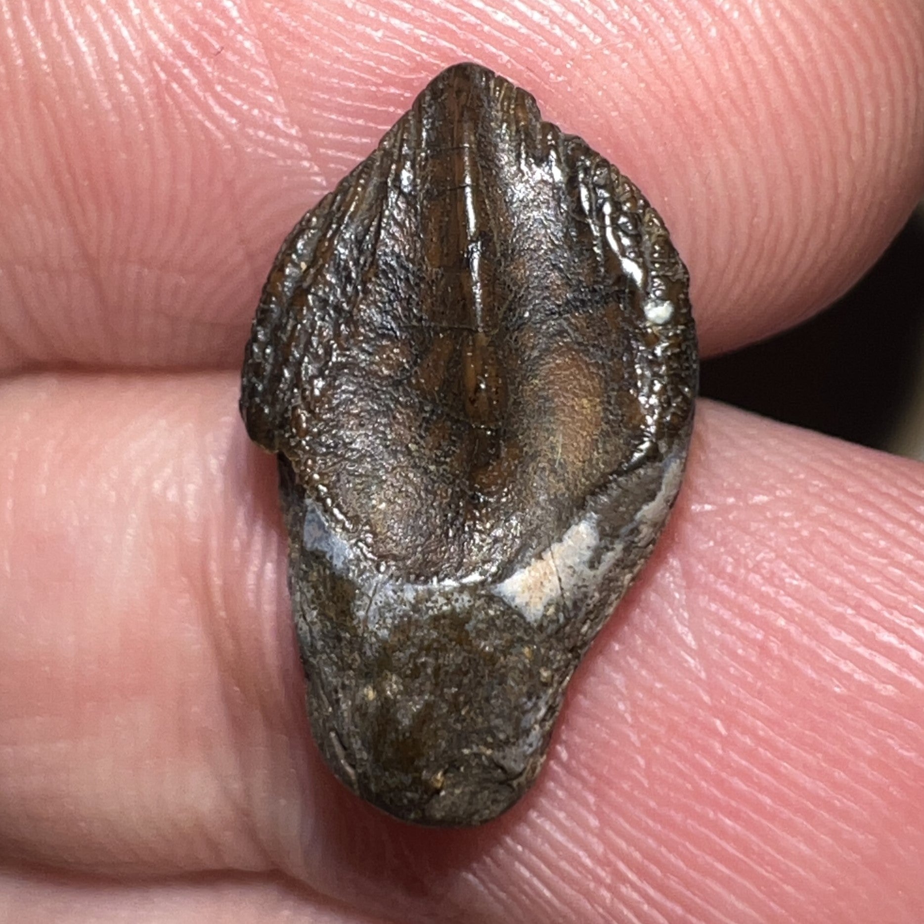 GEM Juvenile Triceratops type Ceratopsian Tooth with Full Crown and Partial Root .66 Inches Hell Creek Montana