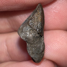 Load image into Gallery viewer, GEM Juvenile Triceratops type Ceratopsian Tooth with Full Crown and Partial Root .66 Inches Hell Creek Montana
