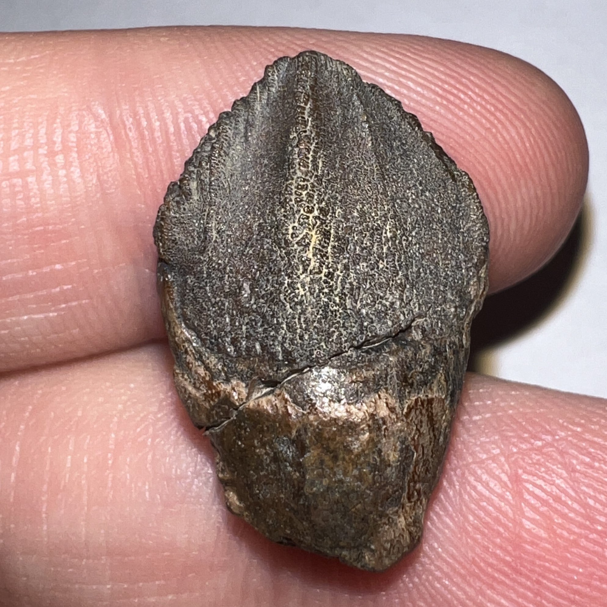 GEM Large Triceratops type Ceratopsian Tooth with Full Crown and Partial Root .88 Inches Hell Creek Montana