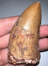 Load image into Gallery viewer, Huge Carcharodontosaur Fossil Tooth just under 3 Inches
