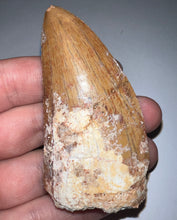 Load image into Gallery viewer, Huge Carcharodontosaur Fossil Tooth just under 3 Inches
