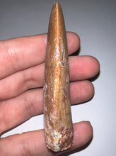 Load image into Gallery viewer, Huge Carcharodontosaur Fossil Tooth just under 3 Inches
