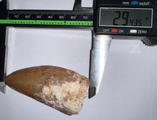 Load image into Gallery viewer, Huge Carcharodontosaur Fossil Tooth just under 3 Inches
