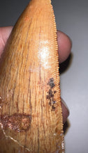 Load image into Gallery viewer, Huge Carcharodontosaur Fossil Tooth just under 3 Inches
