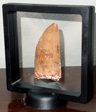 Load image into Gallery viewer, Huge Carcharodontosaur Fossil Tooth just under 3 Inches
