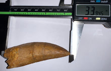 Load image into Gallery viewer, Monster Carcharodontosaur Fossil Tooth 3.39 Inches Incredible Serrations
