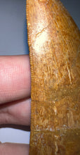 Load image into Gallery viewer, Monster Carcharodontosaur Fossil Tooth 3.39 Inches Incredible Serrations
