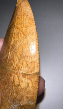 Load image into Gallery viewer, Monster Carcharodontosaur Fossil Tooth 3.39 Inches Incredible Serrations
