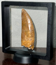 Load image into Gallery viewer, Monster Carcharodontosaur Fossil Tooth 3.39 Inches Incredible Serrations
