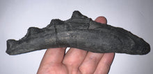 Load image into Gallery viewer, GEM Edestus Fossil Scissor Shark Tooth Whorl 6.65 Inches Pre Dinosaur Shark Tooth!

