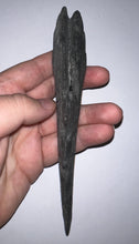 Load image into Gallery viewer, GEM Edestus Fossil Scissor Shark Tooth Whorl 6.65 Inches Pre Dinosaur Shark Tooth!

