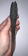 Load image into Gallery viewer, GEM Edestus Fossil Scissor Shark Tooth Whorl 6.65 Inches Pre Dinosaur Shark Tooth!
