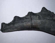 Load image into Gallery viewer, GEM Edestus Fossil Scissor Shark Tooth Whorl 6.65 Inches Pre Dinosaur Shark Tooth!
