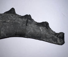 Load image into Gallery viewer, GEM Edestus Fossil Scissor Shark Tooth Whorl 6.65 Inches Pre Dinosaur Shark Tooth!
