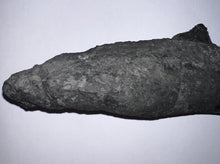 Load image into Gallery viewer, GEM Edestus Fossil Scissor Shark Tooth Whorl 6.65 Inches Pre Dinosaur Shark Tooth!
