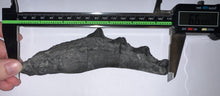 Load image into Gallery viewer, GEM Edestus Fossil Scissor Shark Tooth Whorl 6.65 Inches Pre Dinosaur Shark Tooth!
