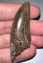 Load image into Gallery viewer, HUGE Tyrannosaur Tooth Daspletosaurus or Gorgosaurus 2.33 Inches T Rex Ancestor
