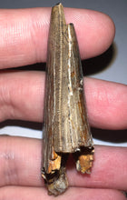 Load image into Gallery viewer, HUGE Tyrannosaur Tooth Daspletosaurus or Gorgosaurus 2.33 Inches T Rex Ancestor
