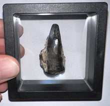 Load image into Gallery viewer, Large Supercroc Tooth Sarcosuchus Imperator 1.52 Inches!
