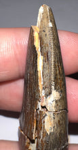 Load image into Gallery viewer, HUGE Tyrannosaur Tooth Daspletosaurus or Gorgosaurus 2.33 Inches T Rex Ancestor
