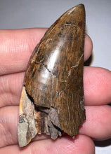 Load image into Gallery viewer, HUGE Tyrannosaur Tooth Daspletosaurus or Gorgosaurus 2.2 Inches T Rex Ancestor
