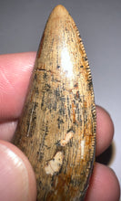 Load image into Gallery viewer, HUGE Tyrannosaur Tooth Daspletosaurus or Gorgosaurus 2.2 Inches T Rex Ancestor
