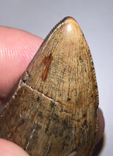 Load image into Gallery viewer, HUGE Tyrannosaur Tooth Daspletosaurus or Gorgosaurus 2.2 Inches T Rex Ancestor
