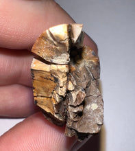 Load image into Gallery viewer, HUGE Tyrannosaur Tooth Daspletosaurus or Gorgosaurus 2.2 Inches T Rex Ancestor
