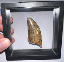 Load image into Gallery viewer, HUGE Tyrannosaur Tooth Daspletosaurus or Gorgosaurus 2.2 Inches T Rex Ancestor
