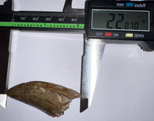 Load image into Gallery viewer, HUGE Tyrannosaur Tooth Daspletosaurus or Gorgosaurus 2.2 Inches T Rex Ancestor
