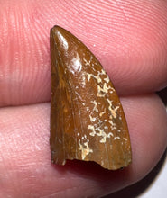 Load image into Gallery viewer, Rare Majungasaurus Fossil Tooth Giant Abelisaur .69 Inches!
