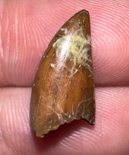 Load image into Gallery viewer, Rare Majungasaurus Fossil Tooth Giant Abelisaur .69 Inches!
