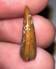 Load image into Gallery viewer, Rare Majungasaurus Fossil Tooth Giant Abelisaur .69 Inches!

