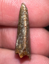 Load image into Gallery viewer, Rare Majungasaurus Fossil Tooth Giant Abelisaur .79 Inches!

