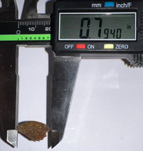 Load image into Gallery viewer, Rare Majungasaurus Fossil Tooth Giant Abelisaur .79 Inches!
