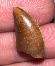 Load image into Gallery viewer, Rare Majungasaurus Fossil Tooth Giant Abelisaur .74 Inches!
