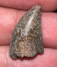 Load image into Gallery viewer, Rare Majungasaurus Fossil Tooth Giant Abelisaur .8 Inches!
