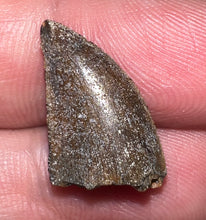 Load image into Gallery viewer, Rare Majungasaurus Fossil Tooth Giant Abelisaur .8 Inches!
