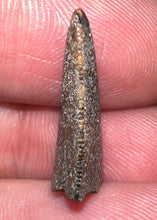 Load image into Gallery viewer, Rare Majungasaurus Fossil Tooth Giant Abelisaur .8 Inches!
