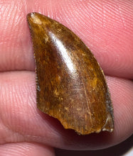 Load image into Gallery viewer, Rare Majungasaurus Fossil Tooth Giant Abelisaur .82 Inches!
