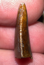 Load image into Gallery viewer, Rare Majungasaurus Fossil Tooth Giant Abelisaur .82 Inches!
