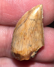 Load image into Gallery viewer, Rare Majungasaurus Fossil Tooth Giant Abelisaur .83 Inches!
