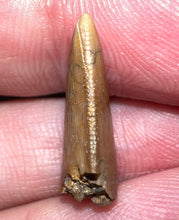 Load image into Gallery viewer, Rare Majungasaurus Fossil Tooth Giant Abelisaur .83 Inches!
