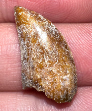 Load image into Gallery viewer, Rare Majungasaurus Fossil Tooth Giant Abelisaur .82 Inches!
