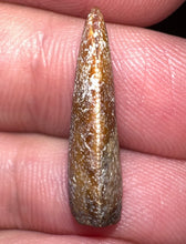 Load image into Gallery viewer, Rare Majungasaurus Fossil Tooth Giant Abelisaur .82 Inches!
