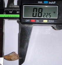 Load image into Gallery viewer, Rare Majungasaurus Fossil Tooth Giant Abelisaur .82 Inches!
