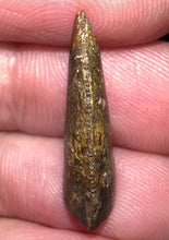 Load image into Gallery viewer, Rare Majungasaurus Fossil Tooth Giant Abelisaur .84 Inches!

